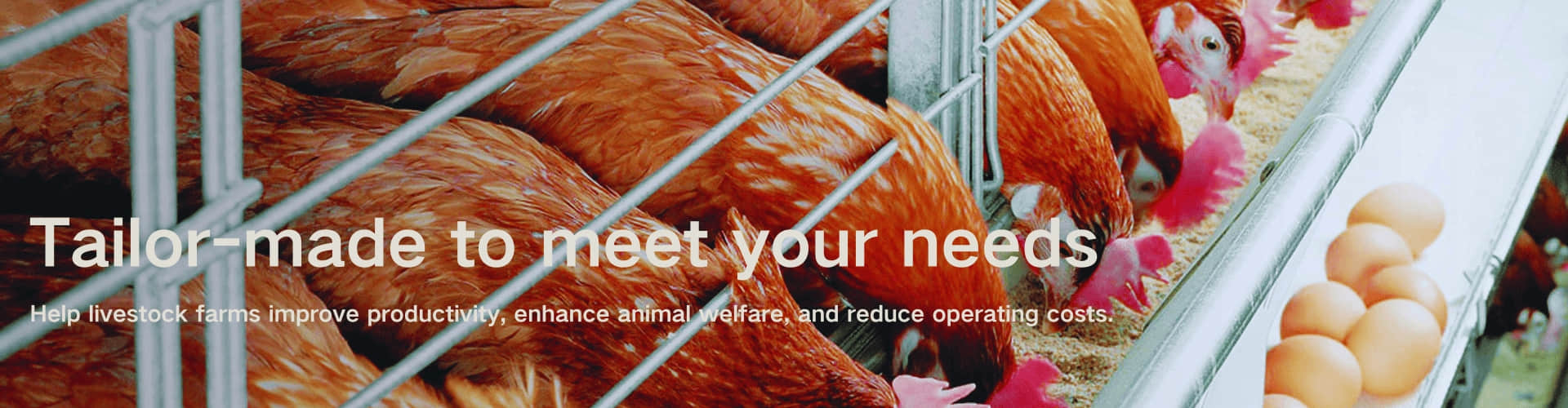 Automatic Poultry Farming Equipment Manufacturer | Chicken Cage System Supplier