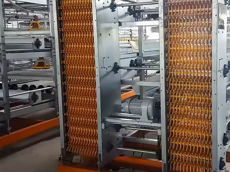 Automatic Egg Collection System for Commercial Layer Cage Farm