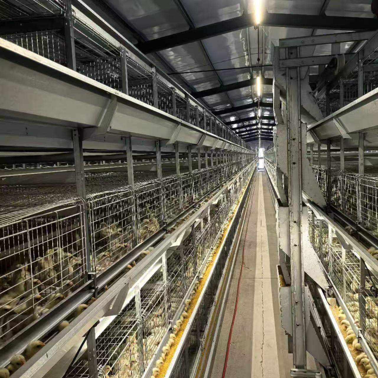 H-Type Automatic Chicken Cages | Layer & Broiler Raising Equipment, High Space Utilization