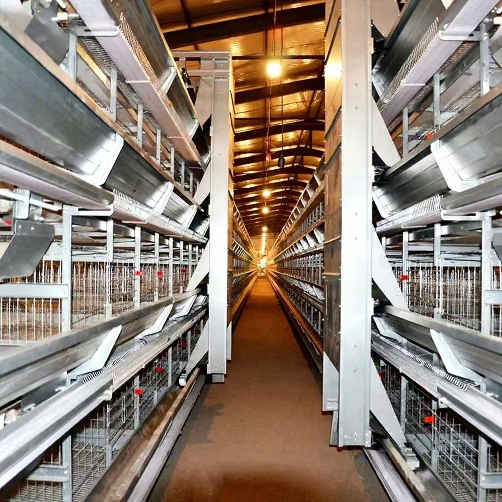 H-Type Automatic Chicken Cages | Layer & Broiler Raising Equipment, High Space Utilization