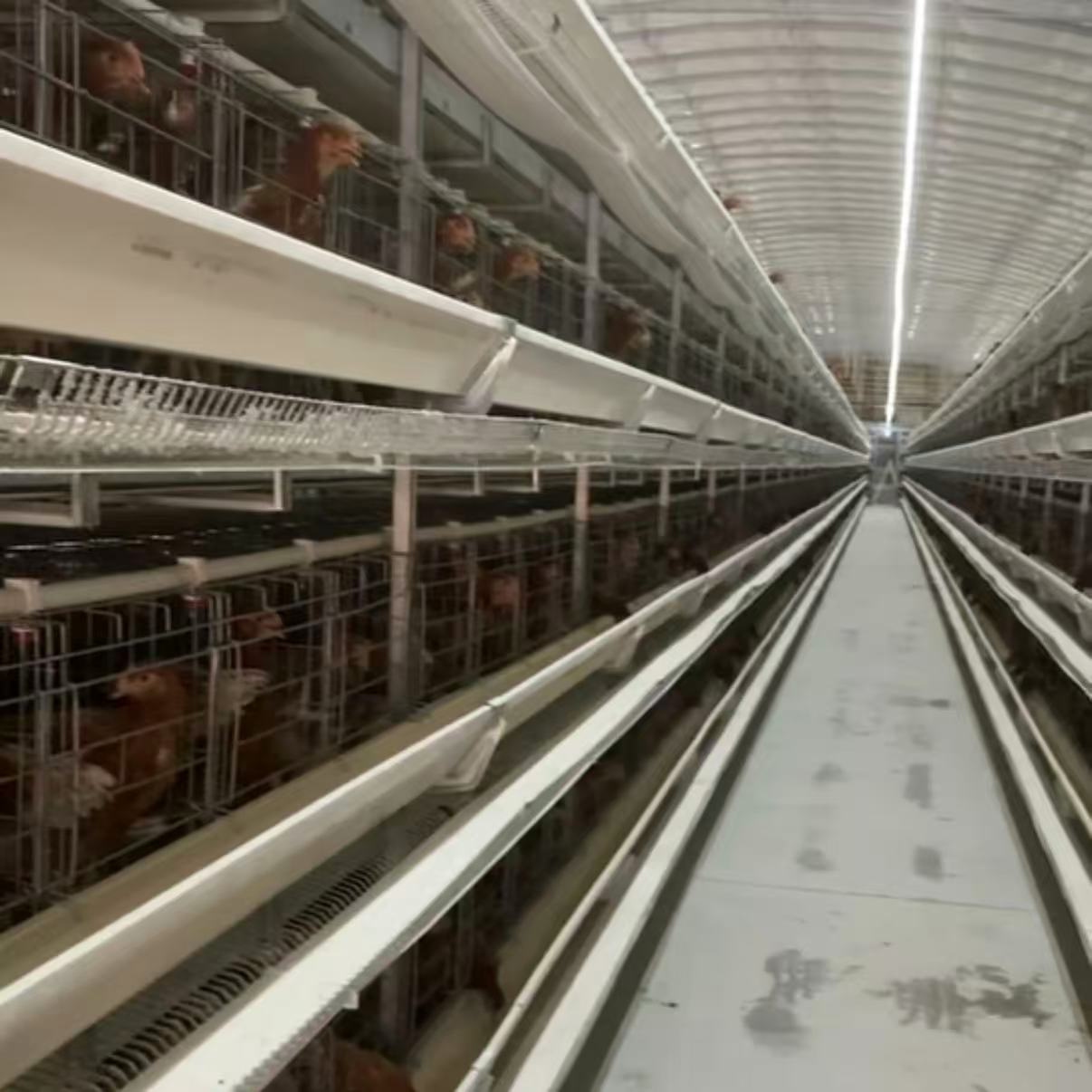 Automated Poultry Farming Automated Poultry Farming