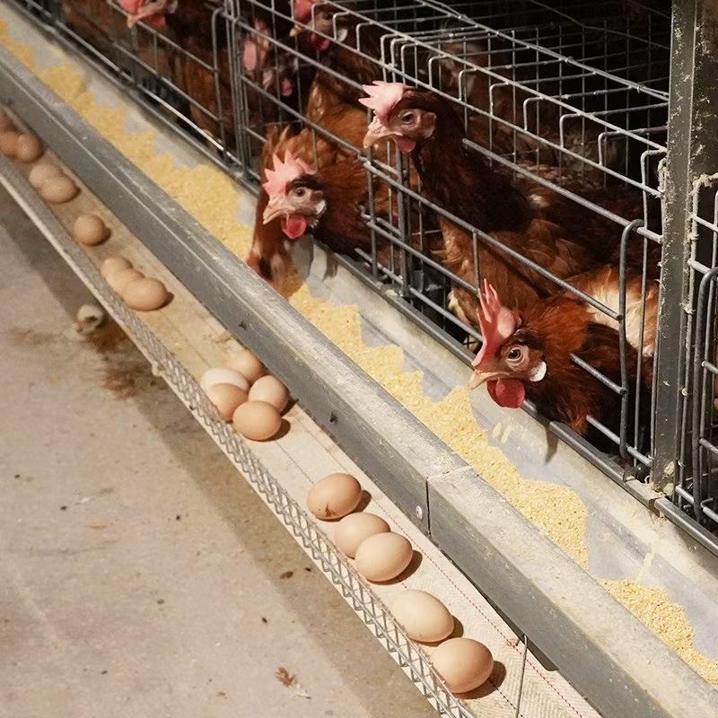 Automated Poultry Farming Automated Poultry Farming