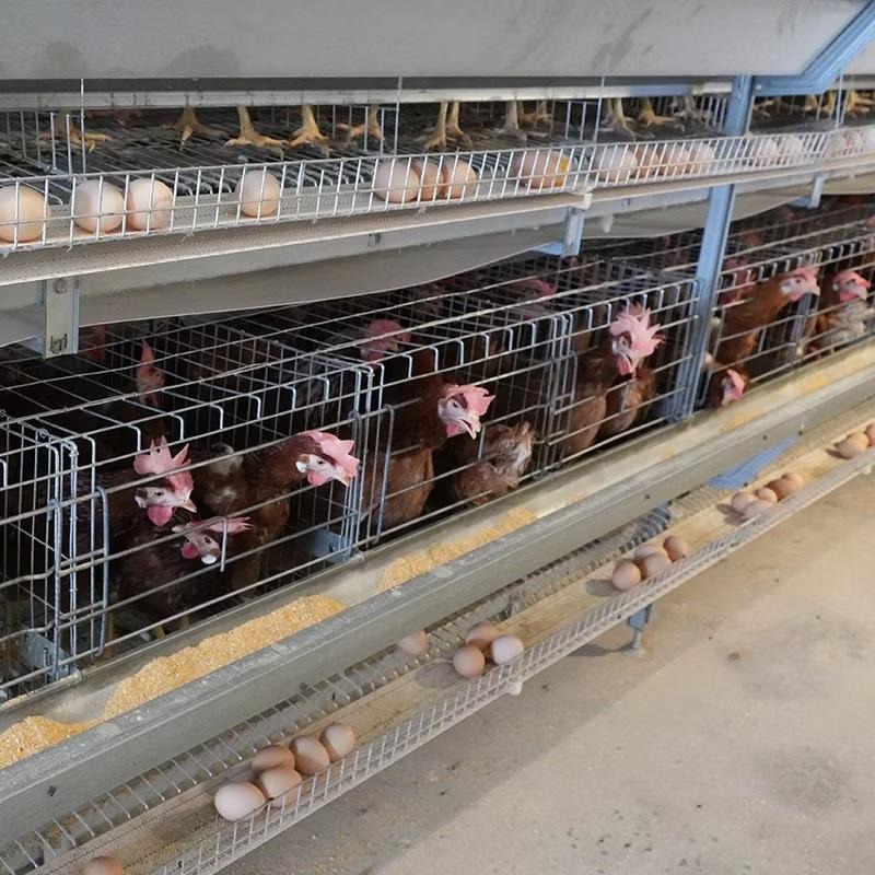 Automated Poultry Farming Automated Poultry Farming