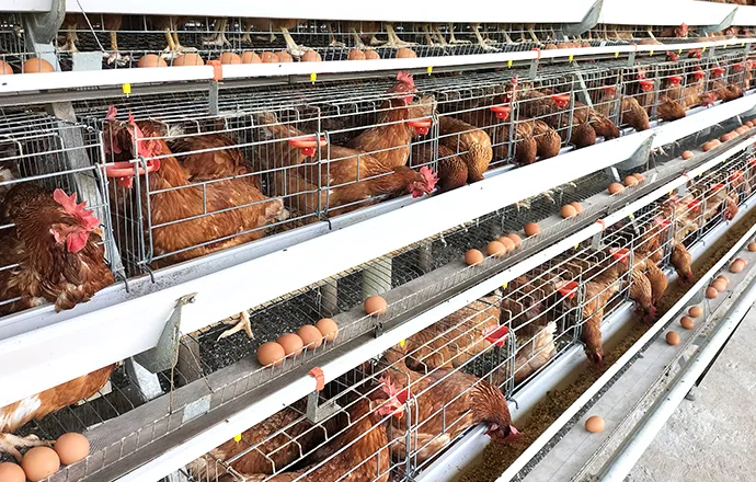 A-Type automatic layer chicken cage system for commercial poultry farming A-Type automatic layer chicken cage system for commercial poultry farming