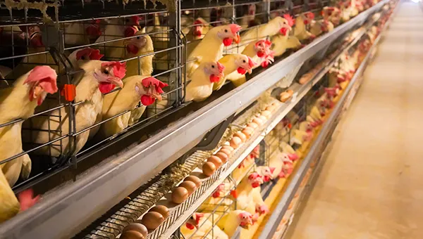 A-Type automatic layer chicken cage system for commercial poultry farming A-Type automatic layer chicken cage system for commercial poultry farming