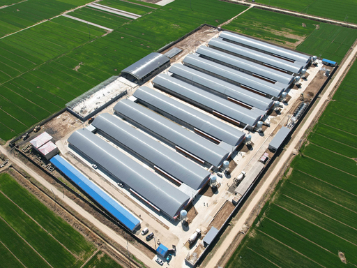 A-Type automatic layer chicken cage system for commercial poultry farming A-Type automatic layer chicken cage system for commercial poultry farming