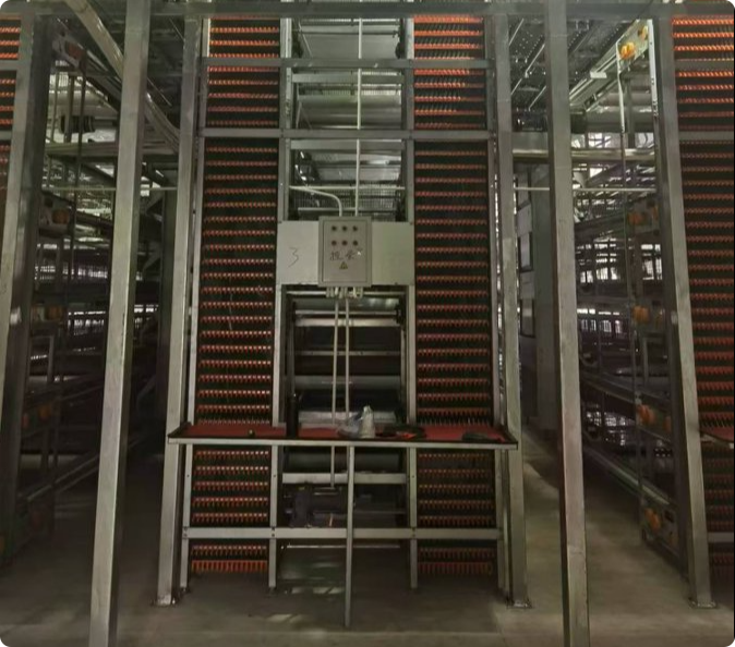 Automatic Egg Collection System for Commercial Layer Cage Farm