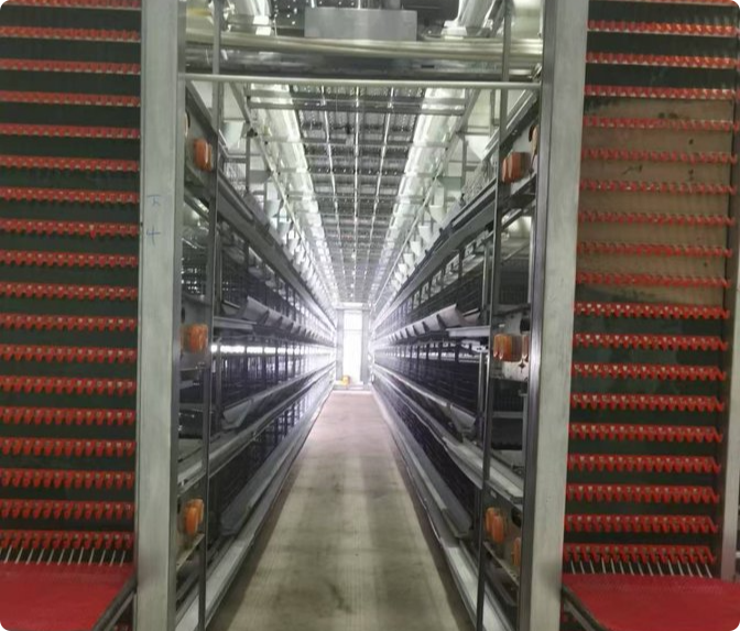 Automatic Egg Collection System for Commercial Layer Cage Farm