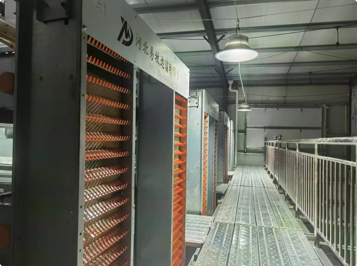 Automatic Egg Collection System for Commercial Layer Cage Farm