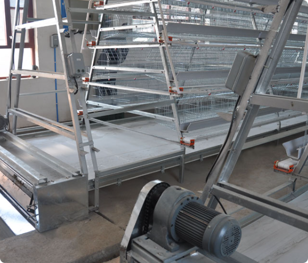 Hot Dip Galvanized A-Type Layer Cage System for Commercial Egg Farming