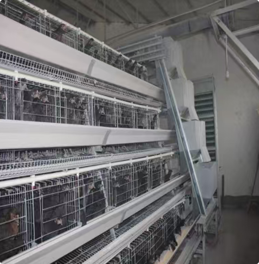 A-Type Layer Cage System for Commercial Poultry Egg Farm