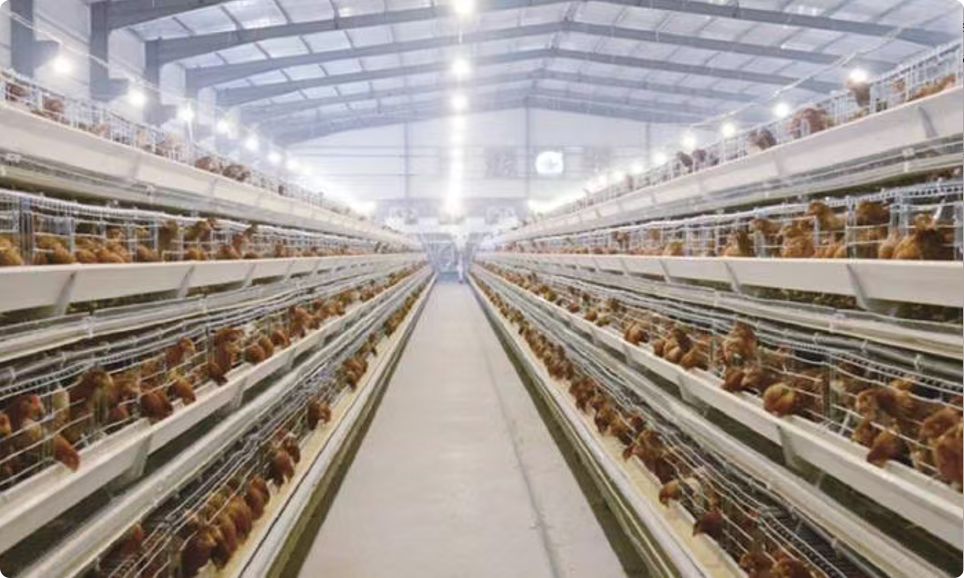 A-Type Layer Cage System for Commercial Poultry Egg Farm