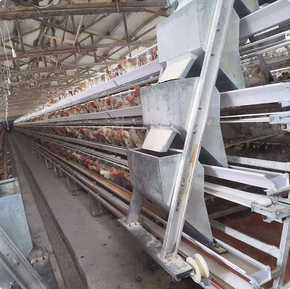 A-Type Layer Cage System for Commercial Poultry Egg Farm