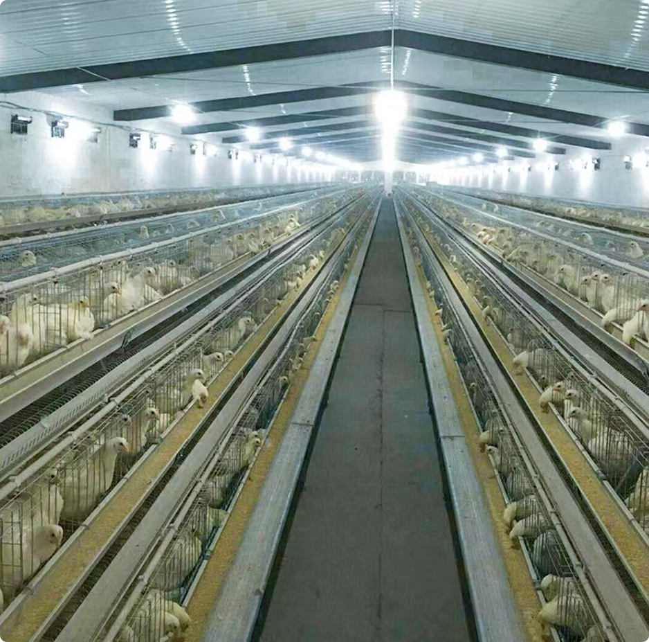 A-Type Layer Cage System for Commercial Poultry Egg Farm