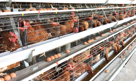 Hot Dip Galvanized A-Type Layer Cage System for Commercial Egg Farming