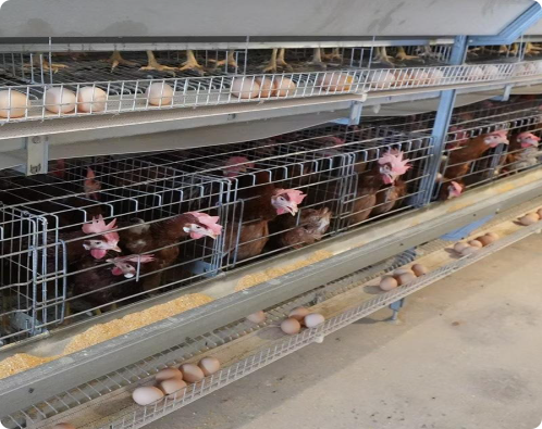 H-Type Layer Battery Cage System for Commercial Egg Farming