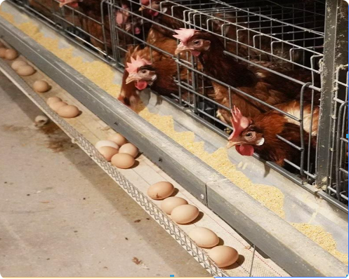 H-Type Layer Battery Cage System for Commercial Egg Farming