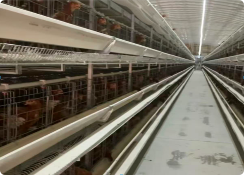H-Type Layer Battery Cage System for Commercial Egg Farming