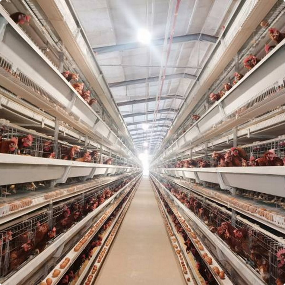 H-Type Layer Battery Cage System for Commercial Egg Farming