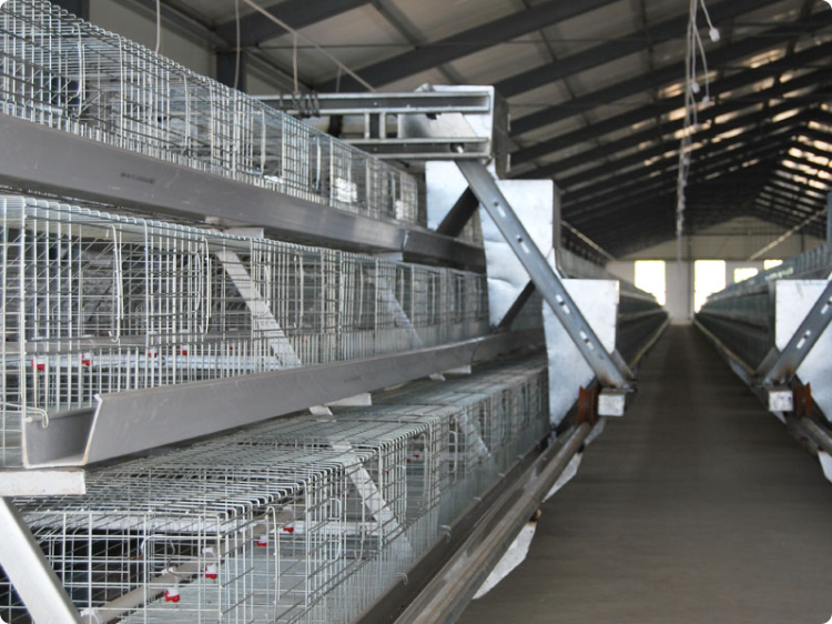 A-type broiler cage system for commercial poultry farming production A-type broiler cage system for commercial poultry farming production