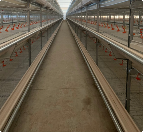 Fully automatic H-type poultry cage system for broiler chicken farm large-scale production Fully automatic H-type poultry cage system for broiler chicken farm large-scale production