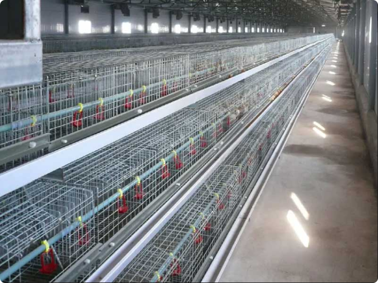 H-Type Automatic Broiler Chicken Cage System | Fully Automated Poultry Farming Equipment
