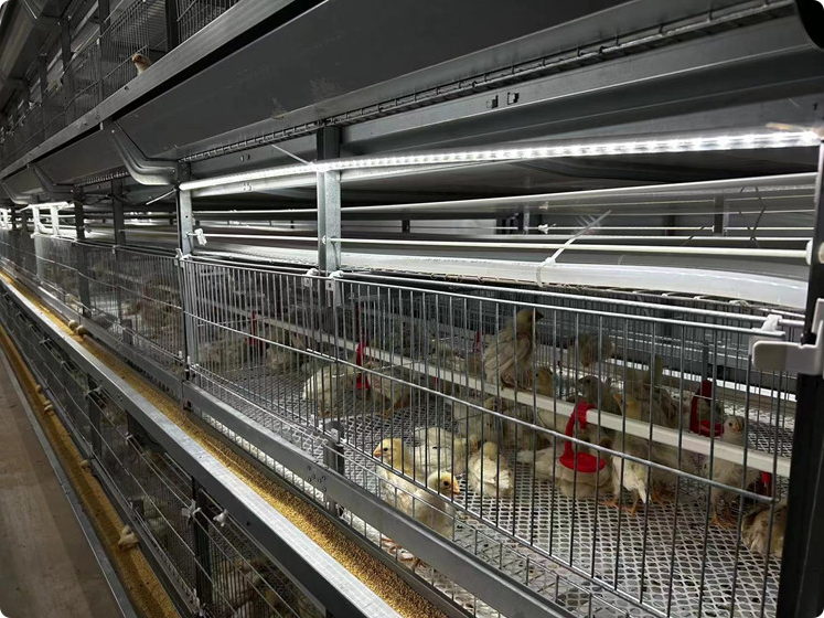 H-Type Automatic Broiler Chicken Cage System | Fully Automated Poultry Farming Equipment