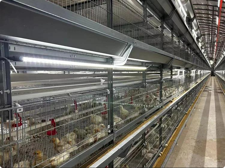 H-Type Automatic Broiler Chicken Cage System | Fully Automated Poultry Farming Equipment