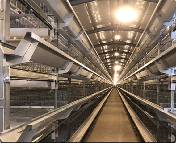 H-Type Automatic Broiler Chicken Cage System | Fully Automated Poultry Farming Equipment