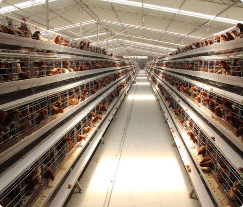 A-Type Layer Cage System for Commercial Poultry Egg Farm