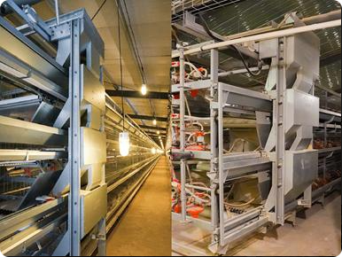 Automatic Chicken Feeding System for Poultry Farms | Smart Poultry Feeding Equipment