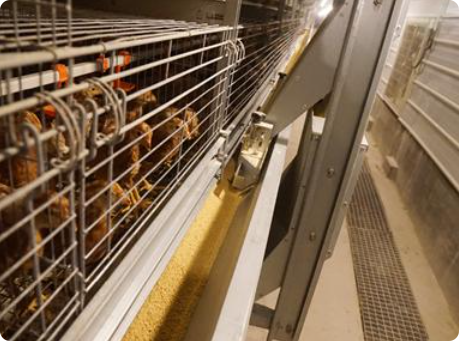 Automatic Chicken Feeding System for Poultry Farms | Smart Poultry Feeding Equipment