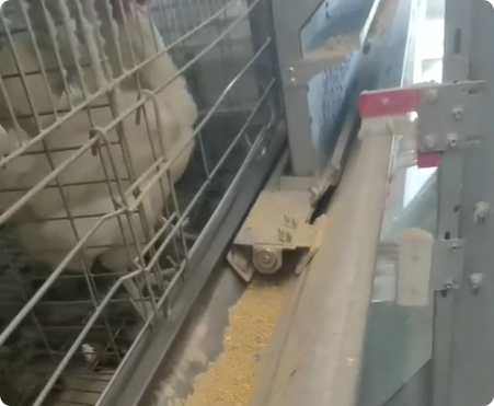 Automatic Chicken Feeding System for Poultry Farms | Smart Poultry Feeding Equipment