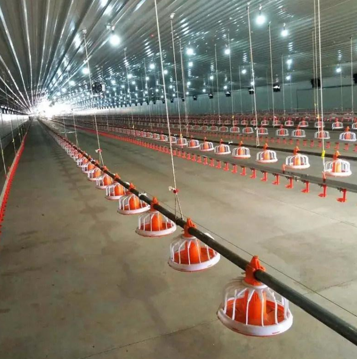 Automatic poultry feeding system for modern broiler and layer chicken farms
