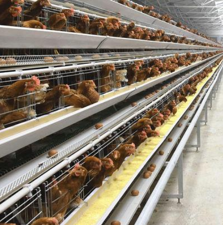 Layer chicken cage system for commercial egg production farms Layer chicken cage system for commercial egg production farms