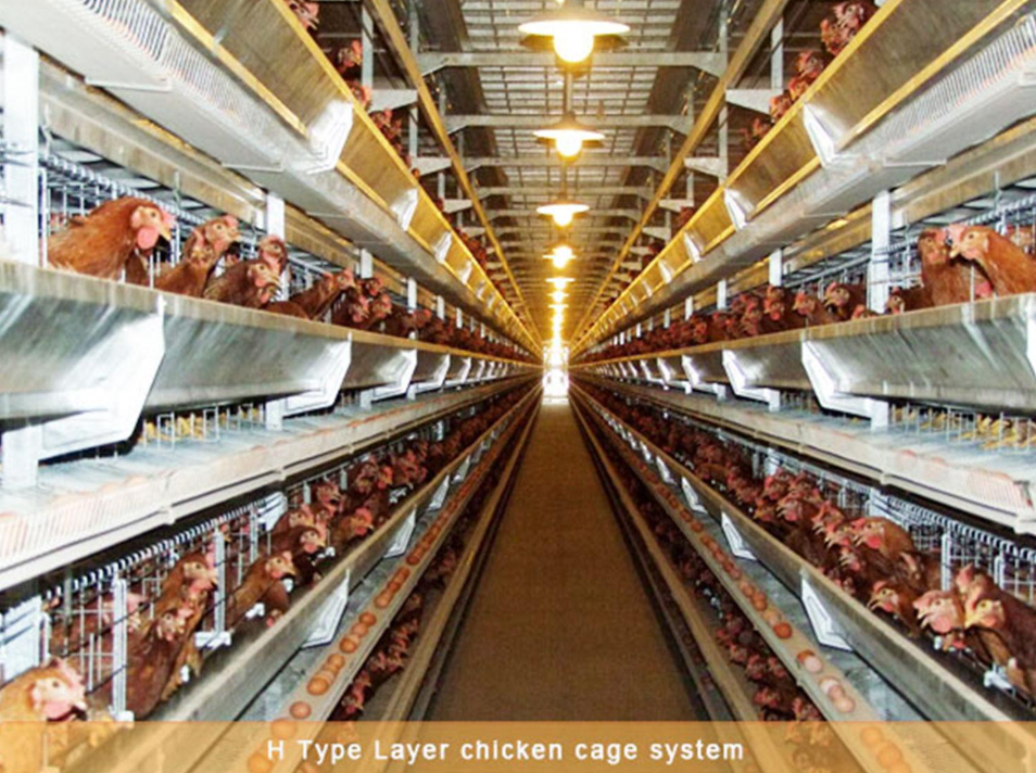 Layer chicken cage system for commercial egg production farms Layer chicken cage system for commercial egg production farms