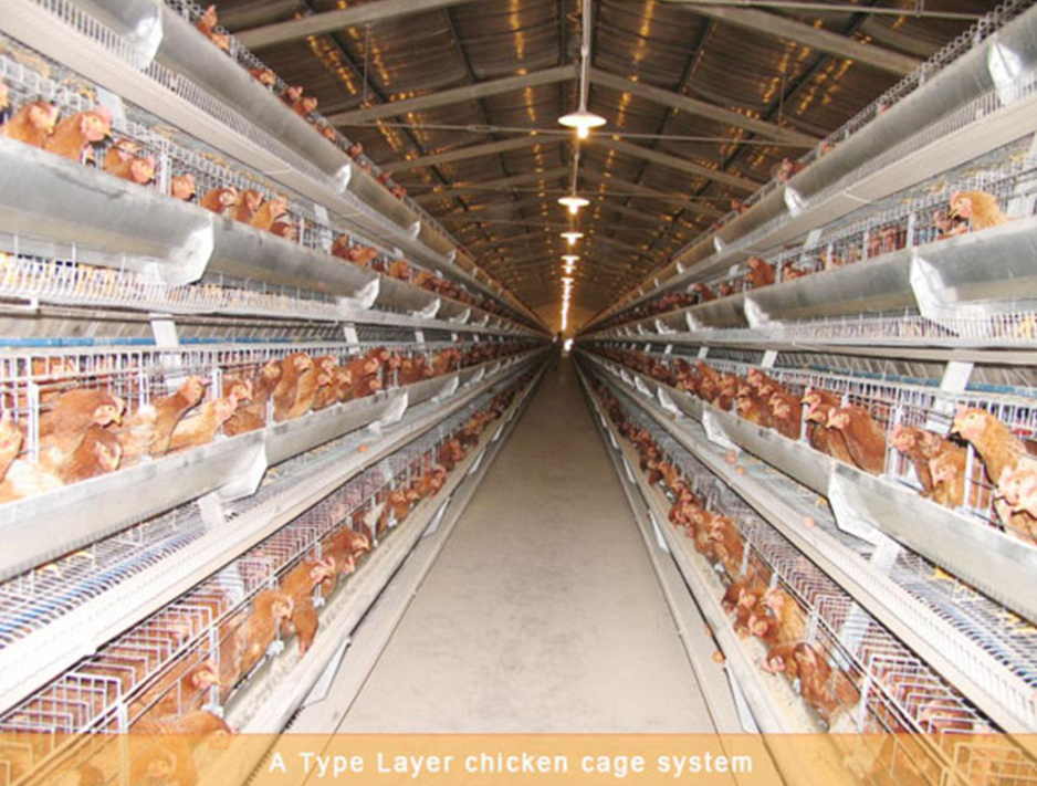 Layer chicken cage system for commercial egg production farms Layer chicken cage system for commercial egg production farms