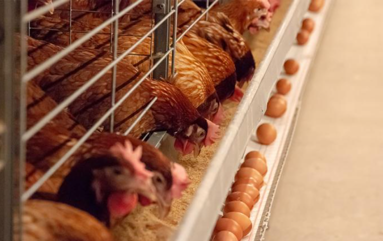 Layer chicken cage system for commercial egg production farms Layer chicken cage system for commercial egg production farms